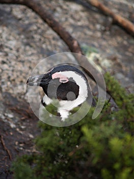 African Penguin pokes it`s head above bush on beach near Capetown