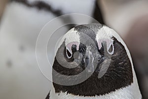 African penguin portrait