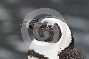 African penguin portrait