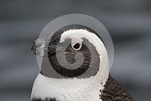 African penguin portrait