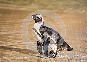 African Penguin Portrait