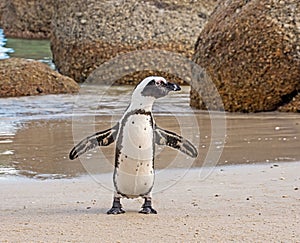 African Penguin Portrait