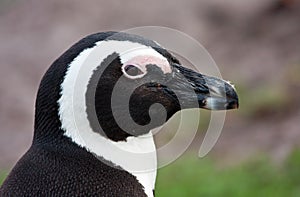 African Penguin portrait