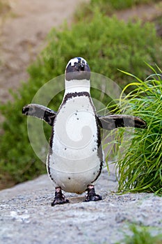 African penguin portrait