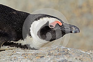 African penguin portrait