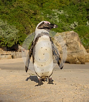 African Penguin Portrait