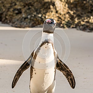 African Penguin Portrait