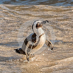 African Penguin Portrait