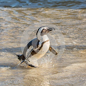 African Penguin Portrait