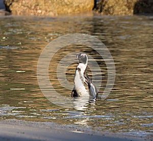 African Penguin Portrait