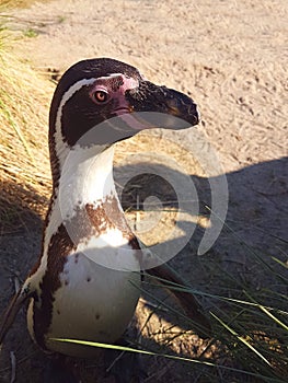 African penguin portrait between grass