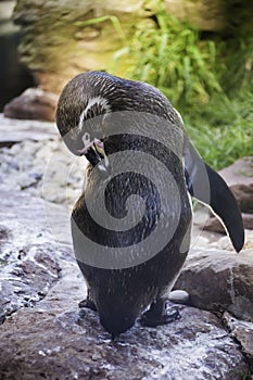 African penguin portrait Spheniscus demersus cleaning itself