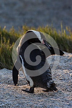 African penguin preening