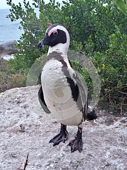 African penguin on the rock