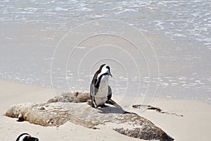 Tučniak na skala 