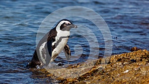African Penguin rock waddle