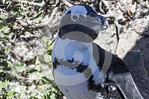 African penguin on the rocks near the ocean in Betty`s Bay, Western Cape, South Africa