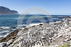 African penguin on the rocks near the ocean in Betty`s Bay, Western Cape, South Africa