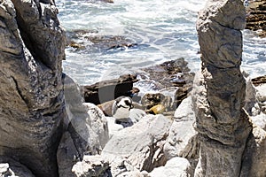 African penguin on the rocks near the ocean in Betty`s Bay, Western Cape, South Africa