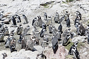 African penguin on the rocks near the ocean in Betty`s Bay, Western Cape, South Africa