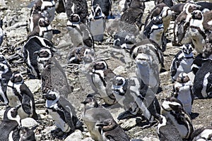 African penguin on the rocks near the ocean in Betty`s Bay, Western Cape, South Africa