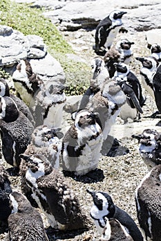 African penguin on the rocks near the ocean in Betty`s Bay, Western Cape, South Africa