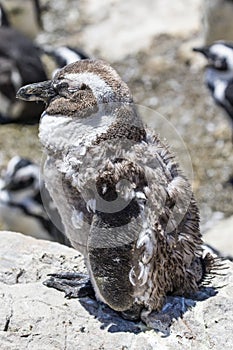 African penguin on the rocks near the ocean in Betty`s Bay, Western Cape, South Africa