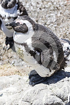 African penguin on the rocks near the ocean in Betty`s Bay, Western Cape, South Africa