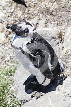 African penguin on the rocks near the ocean in Betty`s Bay, Western Cape, South Africa