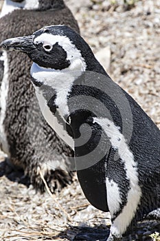 African penguin on the rocks near the ocean in Betty`s Bay, Western Cape, South Africa