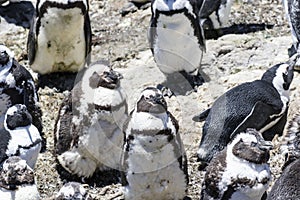 African penguin on the rocks near the ocean in Betty`s Bay, Western Cape, South Africa