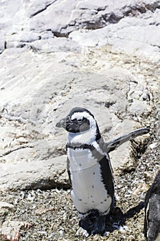 African penguin on the rocks near the ocean in Betty`s Bay, Western Cape, South Africa