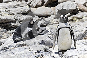 African penguin on the rocks near the ocean in Betty`s Bay, Western Cape, South Africa