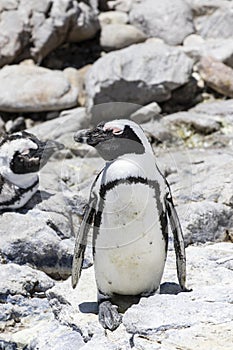 African penguin on the rocks near the ocean in Betty`s Bay, Western Cape, South Africa