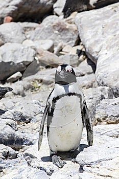 African penguin on the rocks near the ocean in Betty`s Bay, Western Cape, South Africa