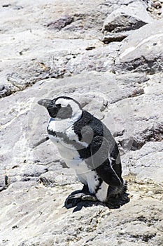 African penguin on the rocks near the ocean in Betty`s Bay, Western Cape, South Africa