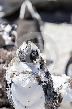 African penguin on the rocks near the ocean in Betty`s Bay, Western Cape, South Africa