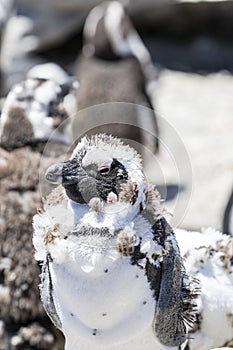 African penguin on the rocks near the ocean in Betty`s Bay, Western Cape, South Africa