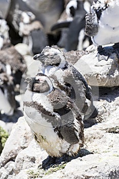 African penguin on the rocks near the ocean in Betty`s Bay, Western Cape, South Africa