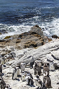 African penguin on the rocks near the ocean in Betty`s Bay, Western Cape, South Africa