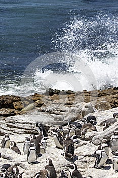 African penguin on the rocks near the ocean in Betty`s Bay, Western Cape, South Africa