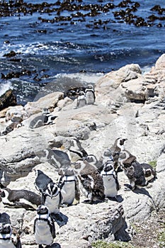 African penguin on the rocks near the ocean in Betty`s Bay, Western Cape, South Africa