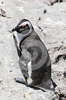 African penguin on the rocks near the ocean in Betty`s Bay, Western Cape, South Africa