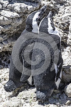 African penguin on the rocks near the ocean in Betty`s Bay, Western Cape, South Africa