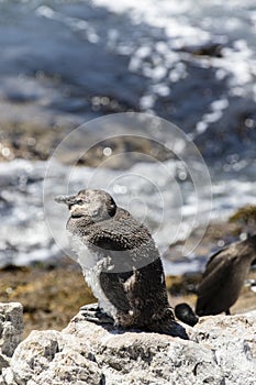 African penguin on the rocks near the ocean in Betty`s Bay, Western Cape, South Africa