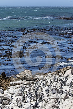 African penguin on the rocks near the ocean in Betty`s Bay, Western Cape, South Africa