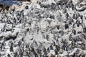 African penguin on the rocks near the ocean in Betty`s Bay, Western Cape, South Africa