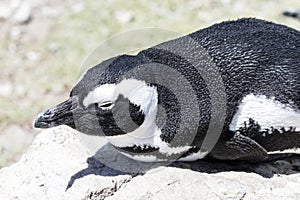 African penguin on the rocks near the ocean in Betty`s Bay, Western Cape, South Africa