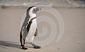 African penguin on the sand at Boulders Beach in Cape Town, South Africa.