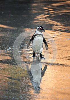 African penguin on the sandy beach at evening twilight. African penguin also known as the jackass penguin, black-footed penguin.